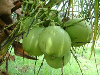 Kokoswasser2